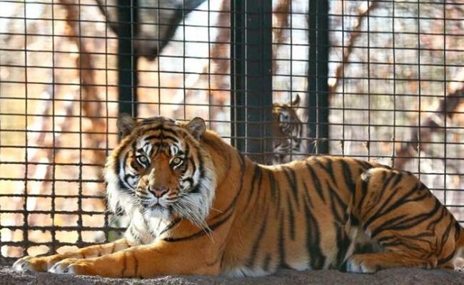 美国堪萨斯州托皮卡动物园苏门答腊虎突然向女饲养员施袭