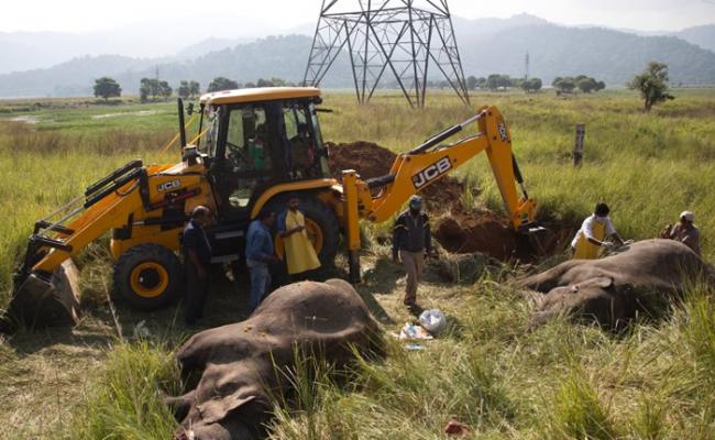 大象遗体埋葬于路轨旁边。
