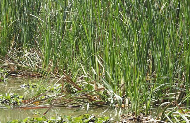你能找出印度奇利卡湖芦苇中的小麻开鸟吗