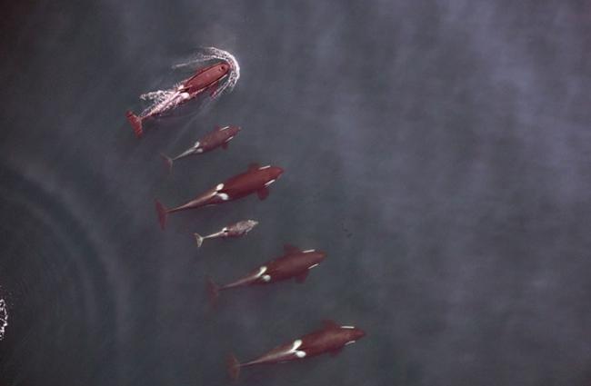 无人机更拍下一群杀人鲸在海上畅泳的珍贵片段