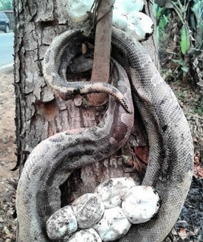 印尼婆罗洲岛加里曼丹森林大火 母蟒蛇带一窝蛇蛋逃命被活活烧死