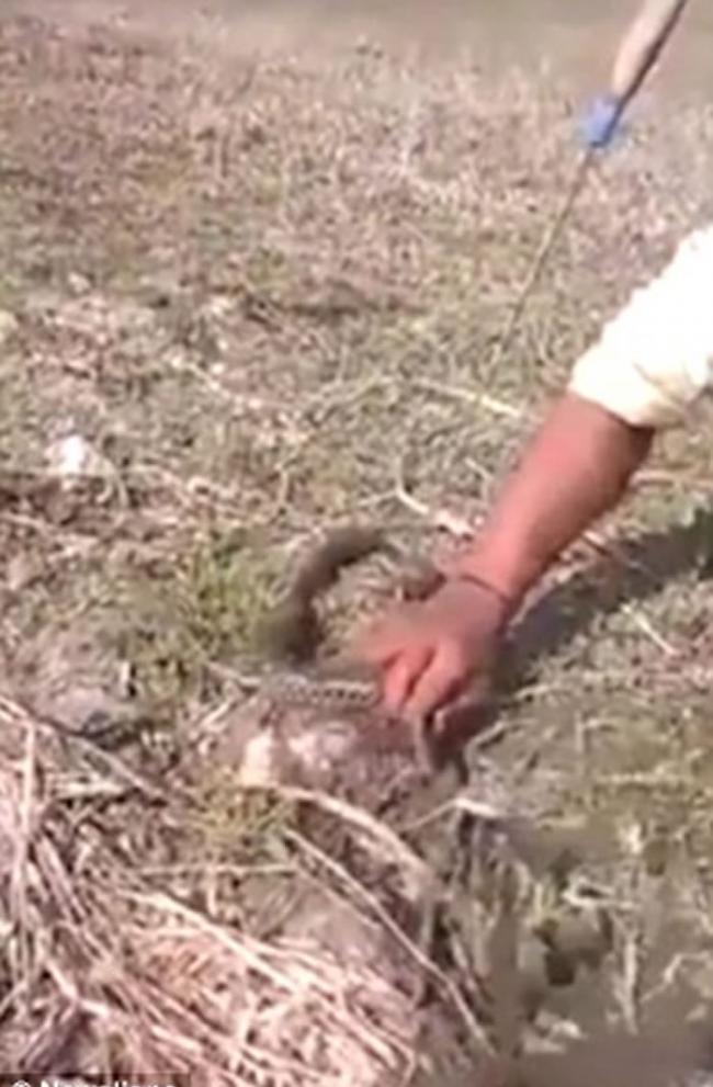 印度阿萨姆邦年轻男子用树枝捕捉到蛇后用牙齿将蛇皮硬生生咬下来