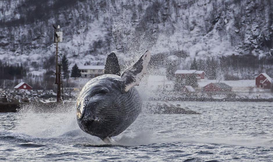 挪威海岸拍摄到40吨重座头鲸跃出水面空中翻滚