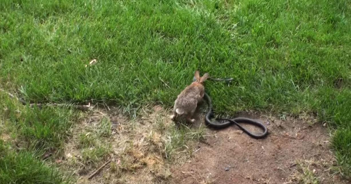 兔妈妈为保护小兔子挺身而出与北美食鼠蛇打斗