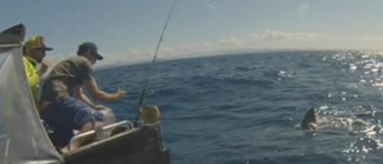 船上的4名男子却毫不畏惧，甚至还拿着金枪鱼罐头喂鲨鱼。