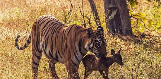 印度怀孕老虎将小鹿当“孩子”玩一阵后放生
