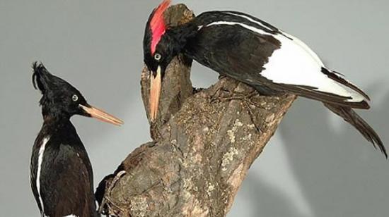 象牙喙啄木鸟生活在美国东南部，上世纪40年代被证实灭绝消失
