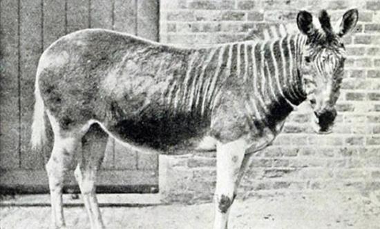 这一灭绝物种是斑驴，曾生活在南非地区。最后一只野生斑驴在1870年猎杀，人工饲养最后一只斑驴死亡于1883年