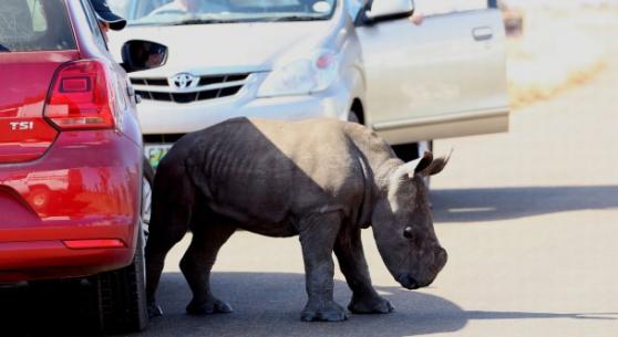 南非国家公园年仅8周大的小犀牛虚弱求救 母亲疑惨遭非法捕猎者杀死