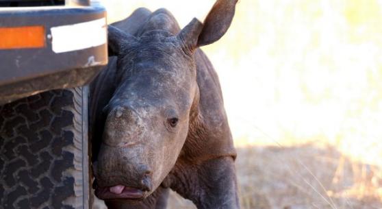 南非国家公园年仅8周大的小犀牛虚弱求救 母亲疑惨遭非法捕猎者杀死