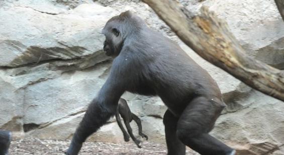 德国法兰克福动物园母猩猩Shira不能接受幼崽死讯 紧抱遗体四处游荡
