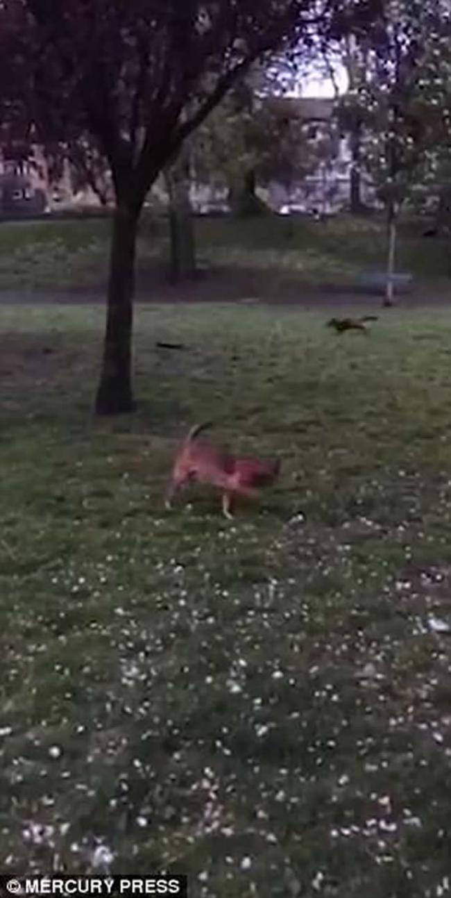国际趣闻：英国苏格兰格拉斯哥小狗和野生狐狸在公园中巧遇成为好朋友