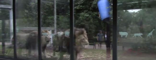 英国布里斯托动物园办派对 强劲音乐吓坏狮子