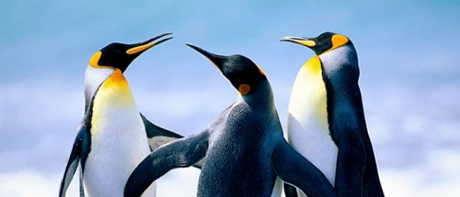 《南极科学》：帝企鹅种群从1980年起因不明原因已减少88%