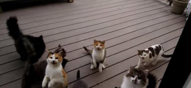 美国内布拉斯加州12只流浪猫每天守门口等农夫回家 一开门马上喵喵合唱