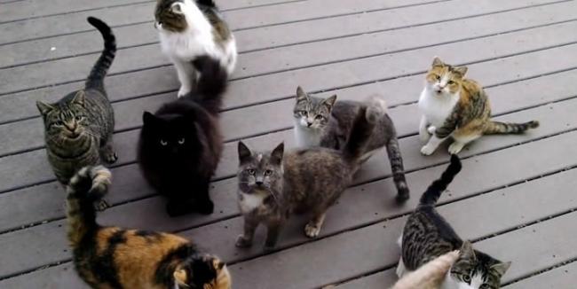 美国内布拉斯加州12只流浪猫每天守门口等农夫回家 一开门马上喵喵合唱