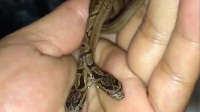 日本大阪民众发现一条野生双头蛇