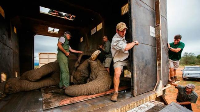 南非公象Riff Raff被迫搬家花48小时走回来 恐被杀害要第二次搬家