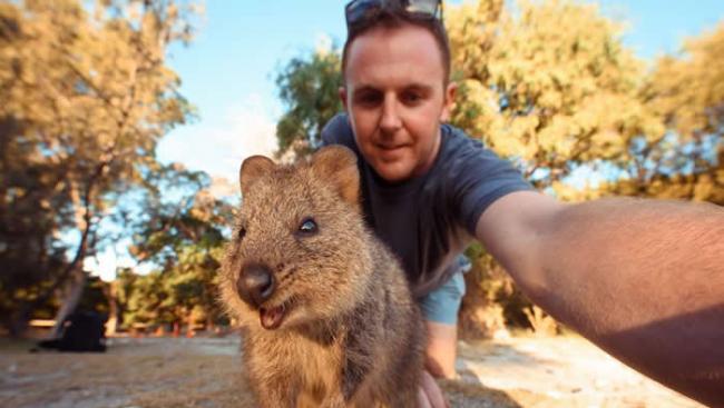一名男子在澳洲伯斯与一只短尾矮袋鼠自拍。 PHOTOGRAPH BY HAMISH STUBBS