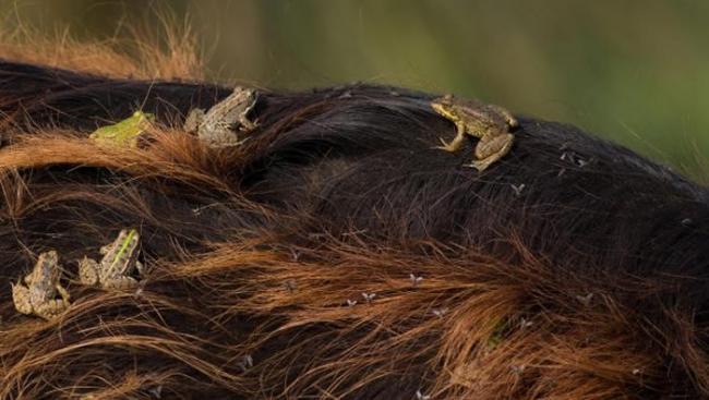 青蛙在水牛背上吃苍蝇和其他的昆虫。 PHOTOGRAPH BY NIZAMETTIN YAVUZ