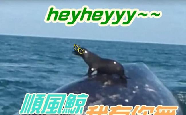 小海豹坐于巨鲸背上，就如坐顺风车一样。