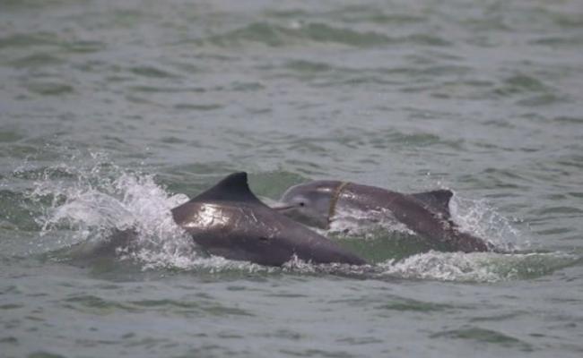 专家忧心海豚颈缠的海洋垃圾可能致命。
