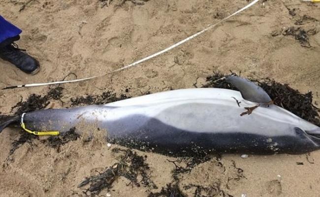 有海滩发现海豚尸体。