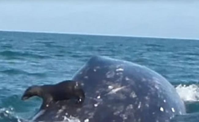 眼见巨鲸潜入水中，小海豹毫不犹豫立刻「弃车」跳走。