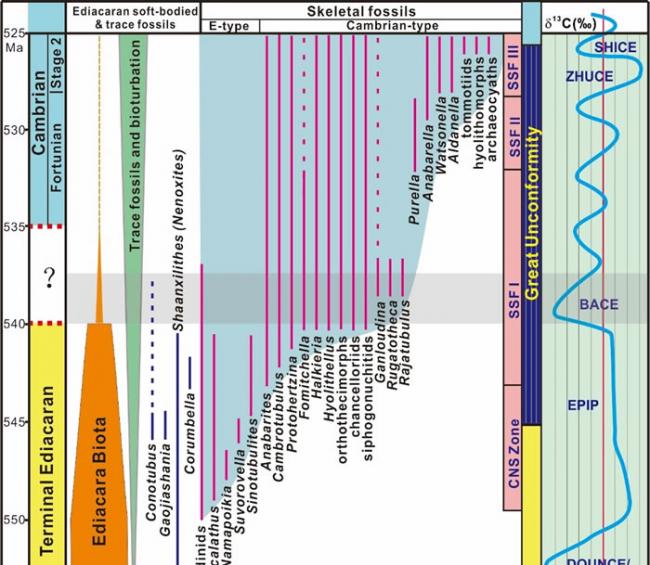 前寒武纪-寒武纪典型生物化石的时间延限与碳同位素演化关系综合示意图