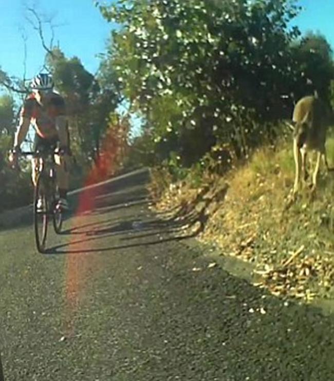 澳洲袋鼠突然跳出公路险些撞到单车手