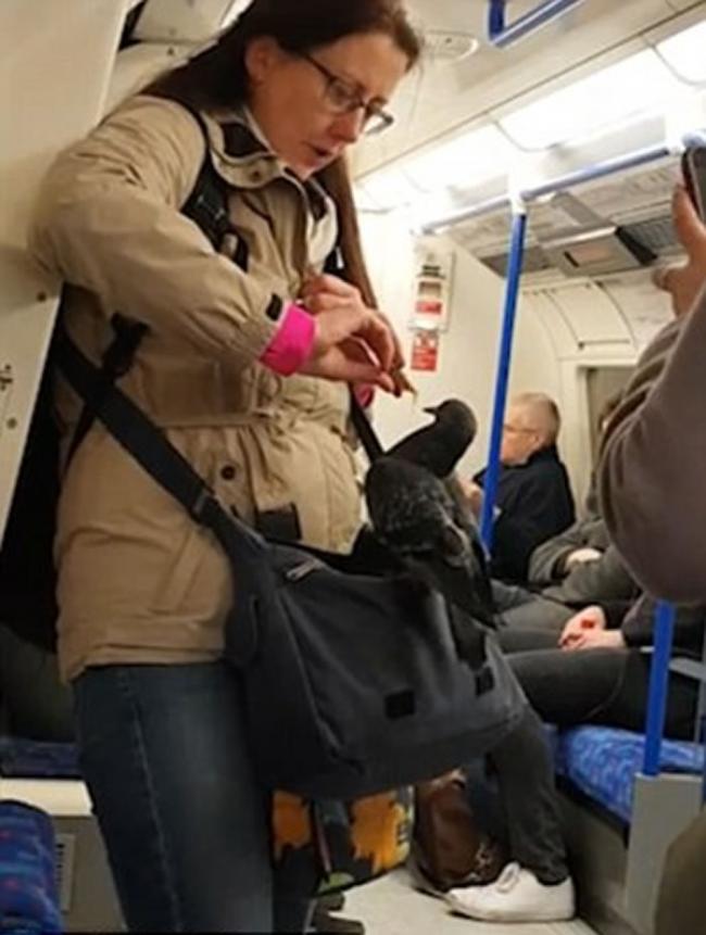英国伦敦地铁内一只鸽子飞到女乘客斜背袋上不愿离开