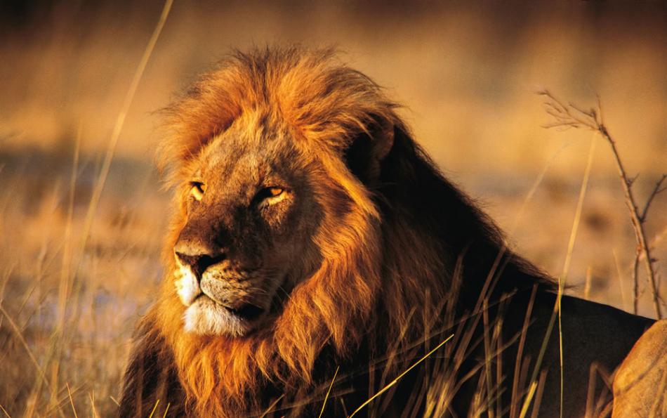 一只雄狮在万基国家公园里，一个导游在这里丧命。万基国家公园也是狮子塞西尔的故乡。 PHOTOGRAPH BY