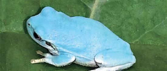 韩国京畿道富川市发现一只罕见淡蓝色青蛙