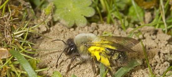 野生动物摄影师最新拍摄到一种罕见蜜蜂，专家称它已在英国境内灭绝68年，很可能是从法国飞越英吉利海峡来到这里的。