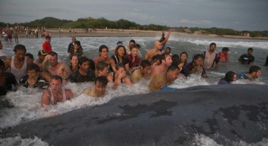 不忍眼睁睁看着它死！50多人同心协力想把搁浅鲸鱼送回家。