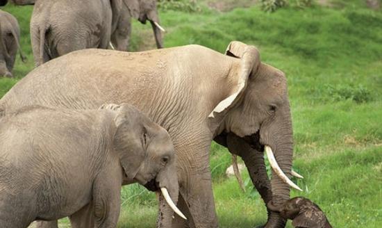 报告指非法象牙交易令大象的数目大幅下降。