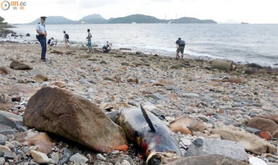 香港薄扶林石滩发现海豚尸体