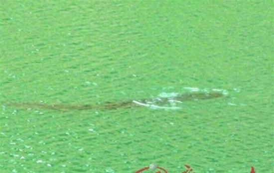 广东惠州红花湖水库发现1.5米长大鱼