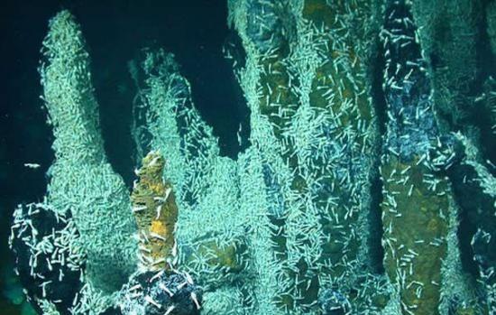 科学家们已经在两处深海热泉区域采集了样品。其中一处是“Von Damm field ”，水深大约2300米；另一处是“Piccard”，水深约4900米，后者是