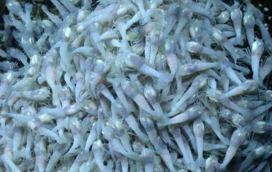 拥挤在深海热泉喷口附近的虾类“Rimicaris hybisae”。研究人员认为木卫二上或许也存在着类似的生命体。