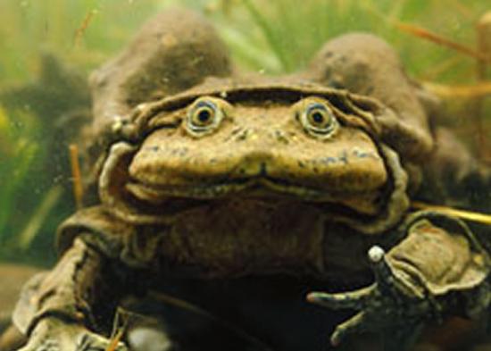 的的喀喀湖水蛙：这种两栖动物只发现于南美的的的喀喀湖中。在进化过程中，它们的肺活量不断下降，因此它们的皮肤皱折也能够帮助呼吸。研究发现，的的喀喀湖水蛙会在湖底做