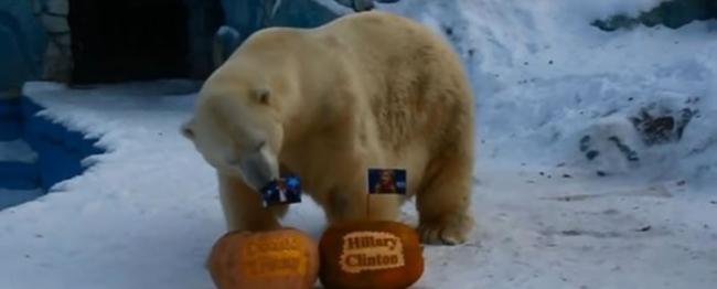 北极熊：看我来发功，我预测川普会当选哦。