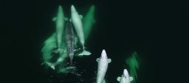 加拿大魁北克省圣劳伦斯河北部水域迷路独角鲸获好心白鲸群“收养”