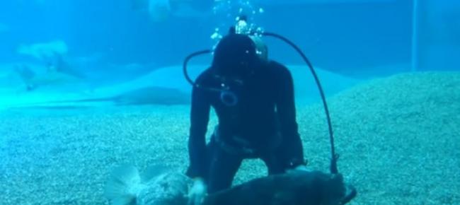 日本大阪海游馆石斑鱼乖乖在水底翻肚让潜水员按摩