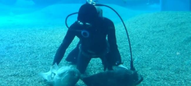 日本大阪海游馆石斑鱼乖乖在水底翻肚让潜水员按摩