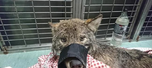 爱沙尼亚工作人员救起冰层里的狗 但最后原来那是一只狼