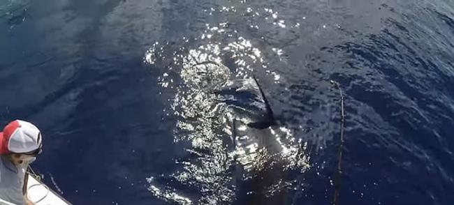 美国渔民花8小时钓起343公斤巨型剑鱼 刷新佛罗里达州纪录
