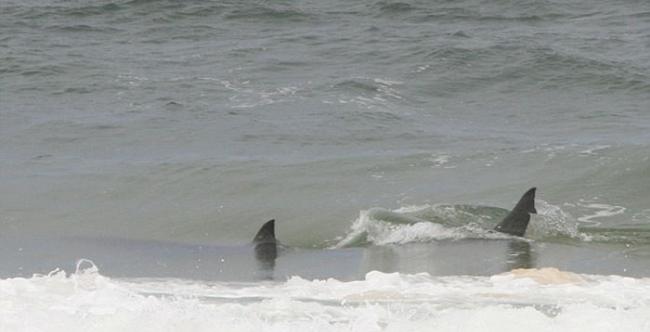 澳大利亚鲨鱼潜伏伺机向海滩上的鲸鱼尸体靠近
