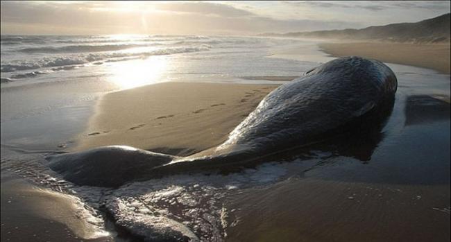 澳大利亚鲨鱼潜伏伺机向海滩上的鲸鱼尸体靠近