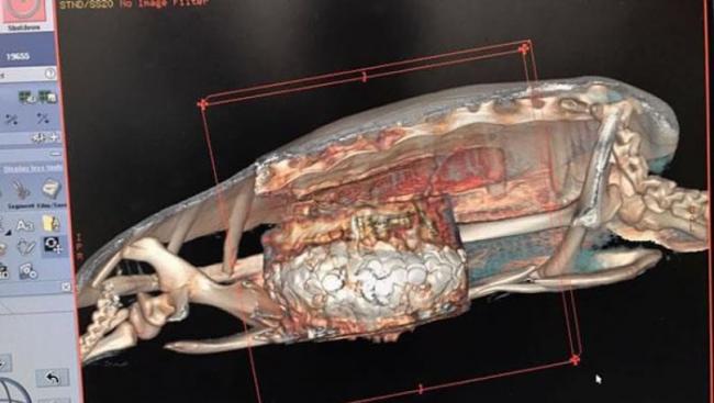 电脑断层扫描的图像显示，海龟的胃内藏有大堆硬币。